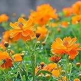Foto Cosmos Seeds 15+ Orange Crazy Blumensamen von höchster Qualität (Cosmos Sulphureus bipinnatus) für die Gartenpflanzung im Garten im Freien, bester Preis 7,02 €, Bestseller 2024