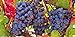 Grape Vine Seeds(Vitis vinifera) Enjoy the sweet juicy taste of homegrown grapes new 2024