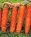 CEMEHA SEEDS - Giant Red Carrot Sweet Non GMO Vegetable for Planting 1000 Seeds new 2022