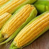 Photo Corn, Golden Bantam Yellow Corn, Heirloom, Non-GMO,50 Seeds, Delicious and Sweet Veggie, best price $2.99, bestseller 2024