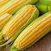 Corn, Golden Bantam Yellow Corn, Heirloom, Non-GMO,50 Seeds, Delicious and Sweet Veggie new 2024