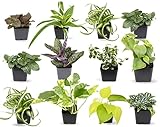 Photo Easy to Grow Houseplants (12 Pack) Live House Plants in Plant Containers, Growers Choice Plant Set in Planters with Potting Soil Mix, Home Décor Planting Kit or Outdoor Garden Gifts by Plants for Pets, best price $38.33 ($3.19 / Count), bestseller 2024