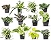 Easy to Grow Houseplants (12 Pack) Live House Plants in Plant Containers, Growers Choice Plant Set in Planters with Potting Soil Mix, Home Décor Planting Kit or Outdoor Garden Gifts by Plants for Pets new 2023