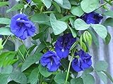 Photo Blue Butterfly Pea Vine (Clitoria ternatea) Perennial - 10 Seeds, best price $3.49 ($0.35 / Count), bestseller 2024