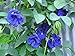 Blue Butterfly Pea Vine (Clitoria ternatea) Perennial - 10 Seeds new 2024