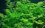 Foto Tropica Aquarium Pflanze Ceratopteris thalictroides Nr.005A Wasserpflanzen Aquarium Aquariumpflanzen, bester Preis 5,98 € (5,98 € / stück), Bestseller 2024