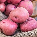 Photo Red Pontiac Seed Potato - Everybody's Favorite Red Potato - Includes one 2-lb Bag - Can't Ship to States of ID, ME, MT, or NE, best price $17.50, bestseller 2024