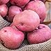 Red Pontiac Seed Potato - Everybody's Favorite Red Potato - Includes one 2-lb Bag - Can't Ship to States of ID, ME, MT, or NE new 2024