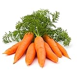 Photo 1000+ Carrot Seed for Planting - Non-GMO, Vegetable Seeds for Planting Outdoor Home Gardens, best price $9.99 ($0.01 / Count), bestseller 2024