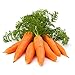 1000+ Carrot Seed for Planting - Non-GMO, Vegetable Seeds for Planting Outdoor Home Gardens new 2024