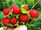 Photo Wild Strawberry Seeds - 1000+ Sweet Wild Strawberry Seeds for Planting - Fragaria Vesca Seeds - Heirloom Non-GMO Edible Berry Fruit Garden Seeds, best price $10.99 ($0.01 / Count), bestseller 2024