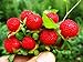 Wild Strawberry Seeds - 1000+ Sweet Wild Strawberry Seeds for Planting - Fragaria Vesca Seeds - Heirloom Non-GMO Edible Berry Fruit Garden Seeds new 2022