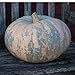 10 Iran, Pumpkin Seed (Calabaza) Jumbo Squash,50 Plus Pound Fruits new 2024