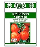 Photo Marglobe Tomato Seeds - 250 Seeds Non-GMO, best price $1.59 ($0.01 / Count), bestseller 2024