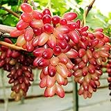 Foto ChinaMarket 50pcs / bag Seltene Finger Traubenkernen, Mix Erweiterte Fruchtsamen, Trauben Natürliches Wachstum, bester Preis 17,45 €, Bestseller 2024