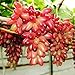 ChinaMarket 50pcs / bag Seltene Finger Traubenkernen, Mix Erweiterte Fruchtsamen, Trauben Natürliches Wachstum neu 2024