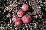 Photo Simply Seed - 5 LB - Dark Red Norland Potato Seed - Non GMO - Naturally Grown - Order Now for Spring Planting, best price $16.99 ($0.21 / Ounce), bestseller 2024