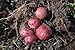 Simply Seed - 5 LB - Dark Red Norland Potato Seed - Non GMO - Naturally Grown - Order Now for Spring Planting new 2022