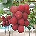 Frische Fruchtsamen mit 50Pcs Traubenkerne Köstliche Früchte Hof Garten Dach Balkon Pflanze zum Pflanzen Garten Hof Haus Landschaftsbau neu 2024