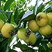 20 Unids/Bolsa Syzygium Jambos Semillas Floración Comestible Natural Plántulas De Frutas Nutritivas Y Prolíficas Para Semillas De Jardín De Plantas Al Aire Libre Semilla nuevo 2024