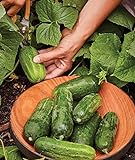 Photo Burpee Supremo Pickling Cucumber Seeds 30 seeds, best price $7.82, bestseller 2024
