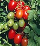 Photo Juliet Grape Tomato 15 Seeds - High yields!, best price $3.18, bestseller 2024