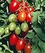 Juliet Grape Tomato 15 Seeds - High yields! new 2024