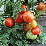 Foto Rotkäppchen Tomatensamen für ca. 20 Pflanzen - alte, deutsche Buschtomate, bester Preis 1,79 € (0,09 € / stück), Bestseller 2024