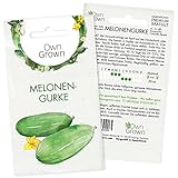 Foto Mini Gurken Samen: 5 Snackgurken Samen für die Melonengurke Carosello – Samen Gemüse für Gurken Pflanzen – Gurken Saatgut – Gemüse Samen OwnGrown, bester Preis 2,95 €, Bestseller 2024