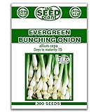 Photo Evergreen Bunching Onion Seeds - 300 Seeds Non-GMO, best price $1.89, bestseller 2024