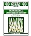 Evergreen Bunching Onion Seeds - 300 Seeds Non-GMO new 2022