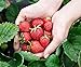 Monats-Erdbeere Rügen min. 250 Samen (0,5g) - 100% Natursamen - ganzes Jahr ernten neu 2024