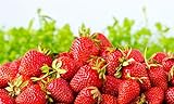 Photo Sweet Red Strawberry Seeds 300pcs for Home Garden Planting, best price $8.99 ($0.03 / Count), bestseller 2024