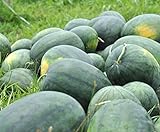 Photo Florida Giant Melon Large Southern Heirloom Watermelon bin4 (100 Seeds, or 1/2 oz), best price $7.99, bestseller 2024