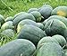 Florida Giant Melon Large Southern Heirloom Watermelon bin4 (100 Seeds, or 1/2 oz) new 2024