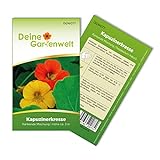Foto Kapuzinerkresse Rankende Mischung Samen - Tropaeolum majus - Kapuzinerkressesamen - Blumensamen - Saatgut für 15 Pflanzen, bester Preis 1,99 € (0,13 € / stück), Bestseller 2024