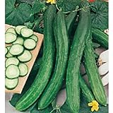 Photo Cetriolo Chinese Slangen Cucumbers Seeds (20+ Seeds) | Non GMO | Vegetable Fruit Herb Flower Seeds for Planting | Home Garden Greenhouse Pack, best price $3.69 ($0.18 / Count), bestseller 2024