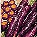 Purple Dragon Carrots Seeds (25+ Seeds)(More Heirloom, Organic, Non GMO, Vegetable, Fruit, Herb, Flower Garden Seeds (25+ Seeds) at Seed King Express) new 2024