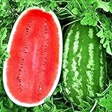 Photo KIRA SEEDS - Giant Astrakhan Watermelon 11 lbs - Fruits for Planting - GMO Free, best price $6.96 ($0.23 / Count), bestseller 2024