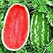 KIRA SEEDS - Giant Astrakhan Watermelon 11 lbs - Fruits for Planting - GMO Free new 2024