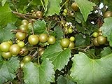 Photo Pixies Gardens Scuppernong Muscadine Grape Vine Shrub Live Fruit Plant (1 Gallon Potted), best price $59.99, bestseller 2024