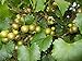 Pixies Gardens Scuppernong Muscadine Grape Vine Shrub Live Fruit Plant (1 Gallon Potted) new 2024