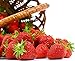 Seascape Everbearing Strawberry 10 Bare Root Plants - BEST FLAVOR new 2024