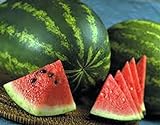Photo Watermelon, Jubilee , Heirloom, 20 Seeds, Large, Sweet N Delicious, best price $1.99 ($0.10 / Count), bestseller 2024