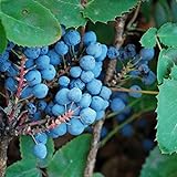 Photo Creeping Oregon Grape Seeds (Mahonia repens) Packet of 10 Seeds, best price $8.97 ($0.90 / Count), bestseller 2024
