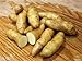 MITRAEE 100 Banana Fingerling Potato Vegetable Seeds new 2024