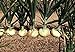 200 piezas de semillas de cebolla dulce Semillas de reliquia no transgénicas que crecen al aire libre La cebolla blanca también se puede utilizar para decorar el jardín nuevo 2024