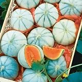 Photo 10 Savor Melon Seeds | Exotic Garden Fruit Seeds to Plant | Sweet Exotic Melons, Grow and Eat, best price $9.99 ($1.00 / Count), bestseller 2024