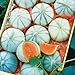 10 Savor Melon Seeds | Exotic Garden Fruit Seeds to Plant | Sweet Exotic Melons, Grow and Eat new 2024