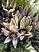 Alraune (Mandragora officinarum) 10 Samen der magischen im Frühling blühenden Zauberpflanze neu 2024
